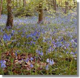 Kilfane Glen, Kilkenny, Ireland