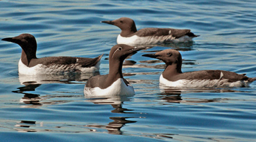 Cape Clear Ducks